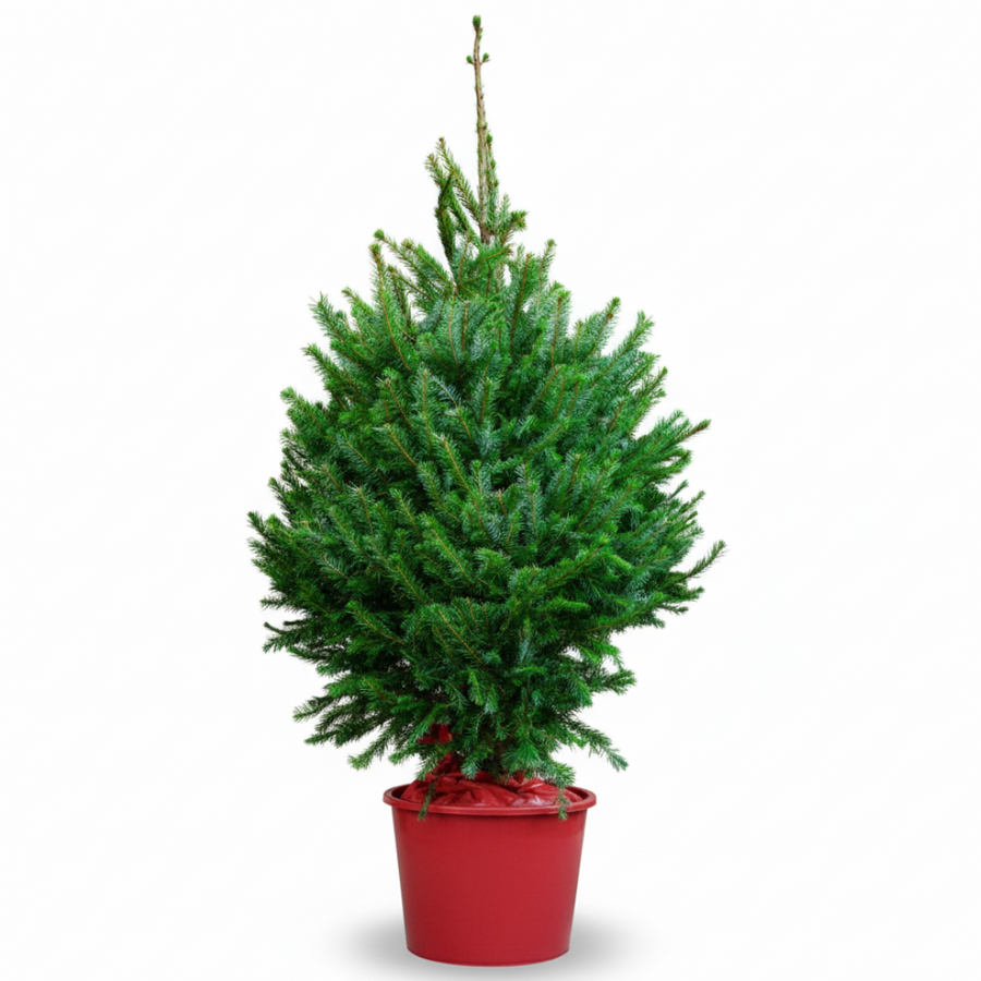 Norway Spruce | Pot Grown