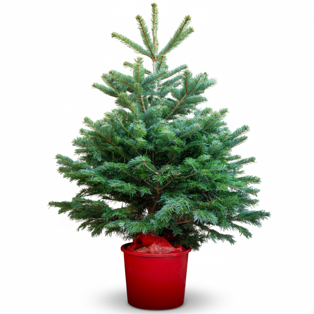 Nordmann Fir | Pot Grown