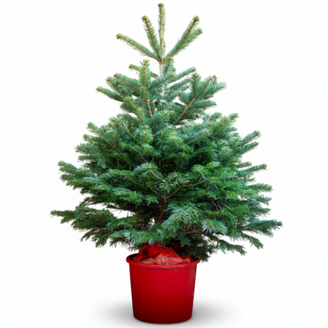 Nordmann Fir | Pot Grown