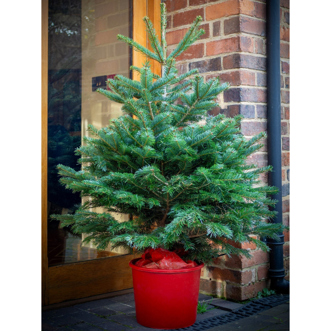 Nordmann Fir | Pot Grown