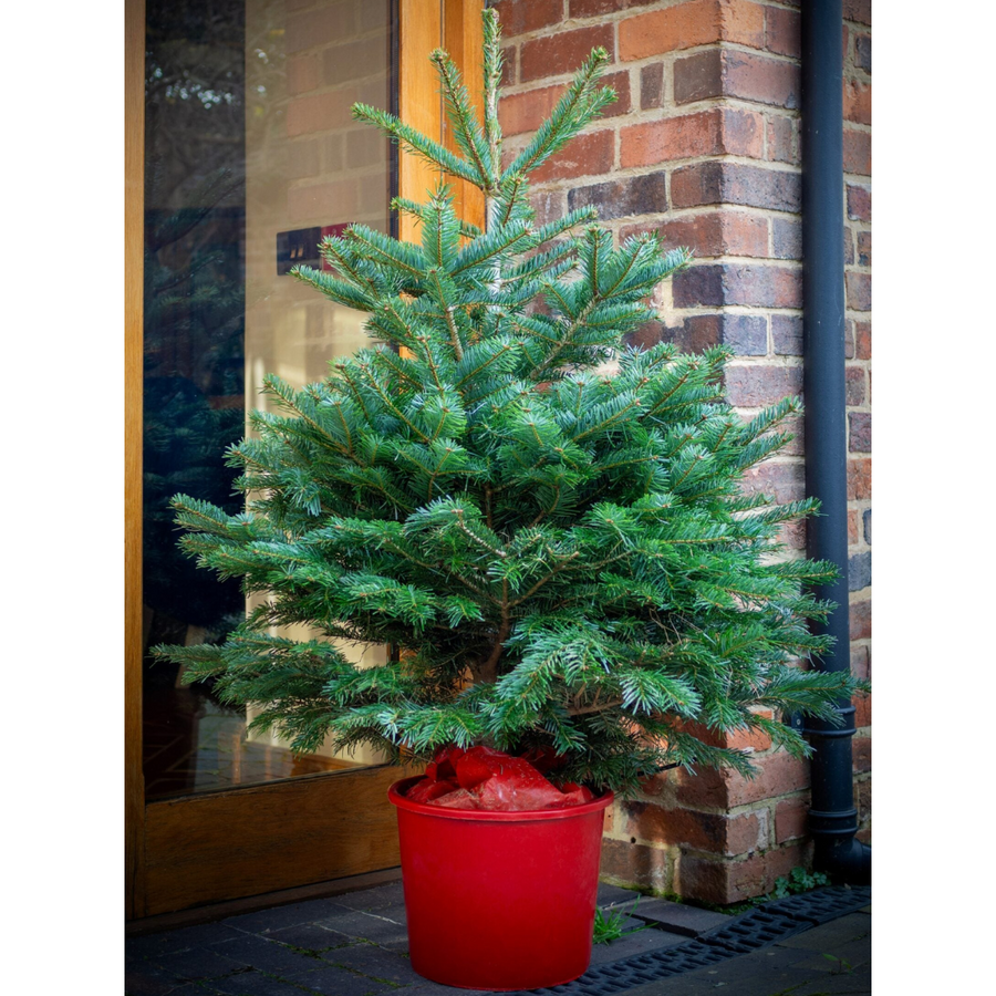 Nordmann Fir | Pot Grown