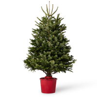 Nordmann Fir | Pot Grown Christmas Tree