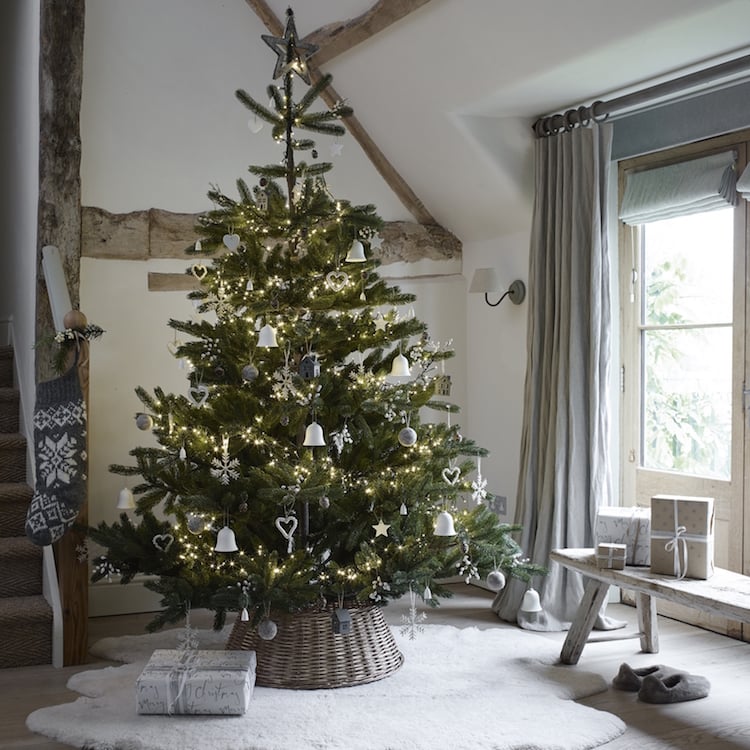 Nordmann Fir