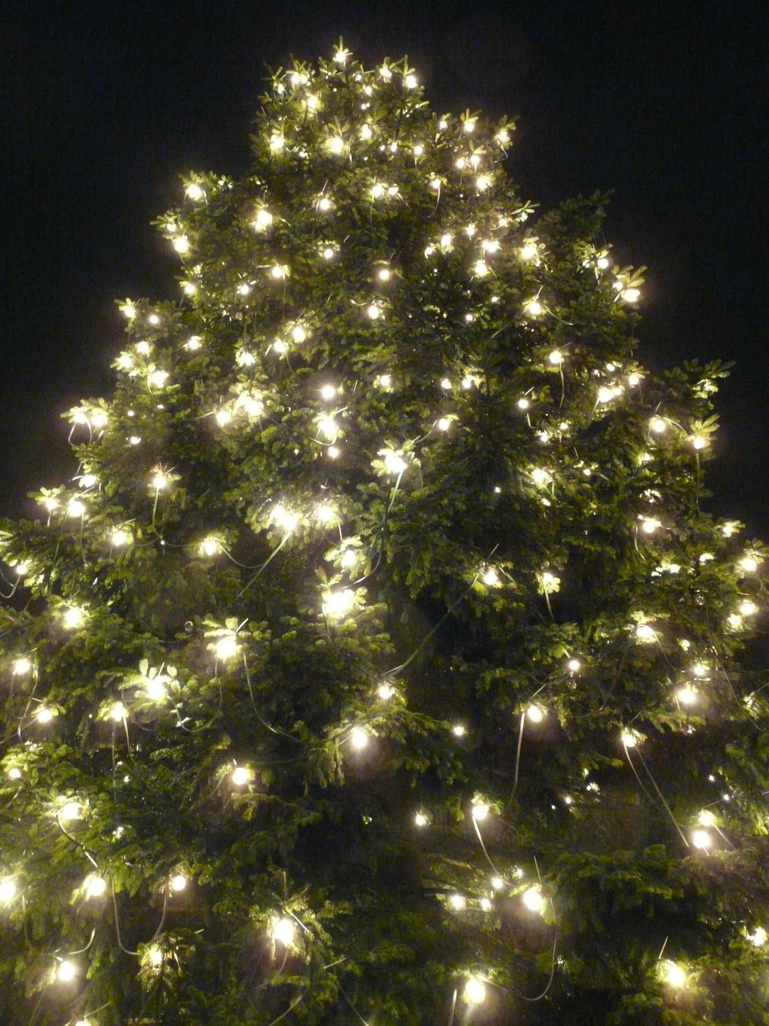 Christmas Tree Lights