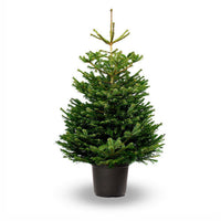 Nordmann Fir | Pot Grown