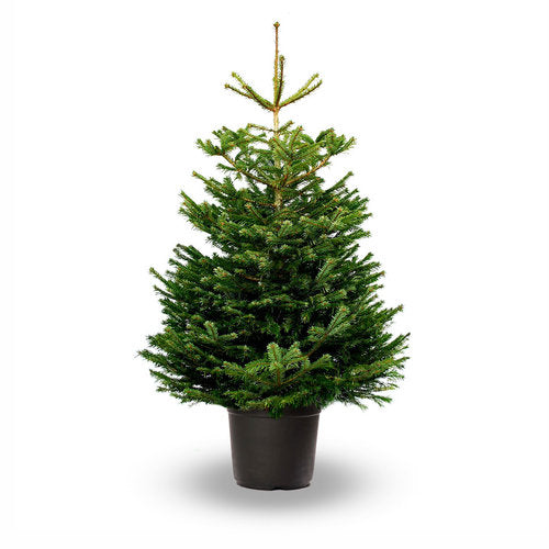 Nordmann Fir | Pot Grown