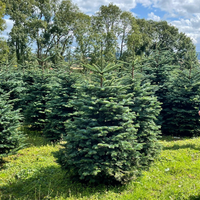 Noble Fir