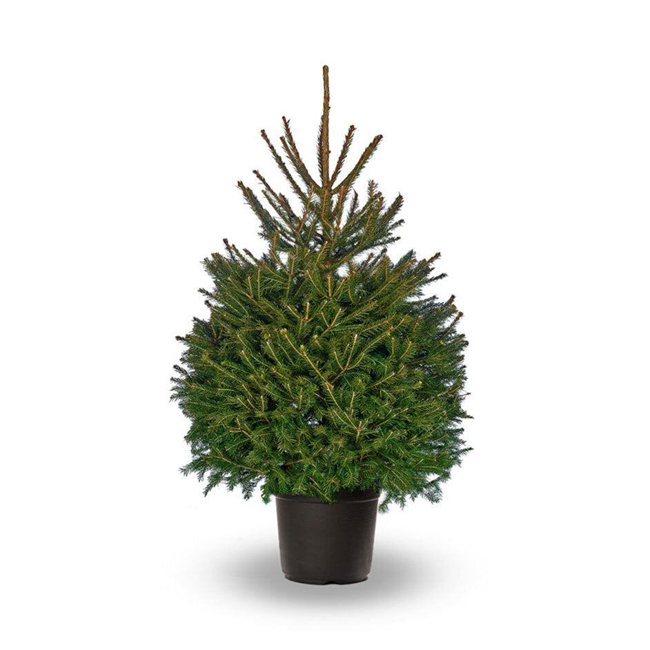 Norway Spruce | Pot Grown