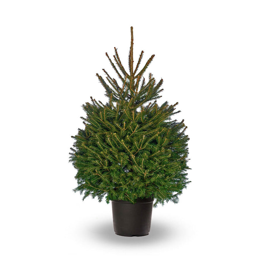 Norway Spruce | Pot Grown